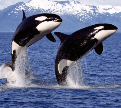 Are Orcas Dolphins