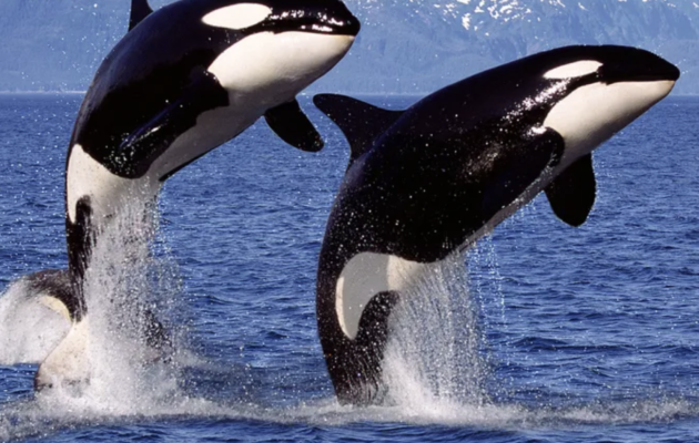 Are Orcas Dolphins