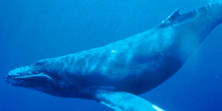 Humpback Whale Anatomy