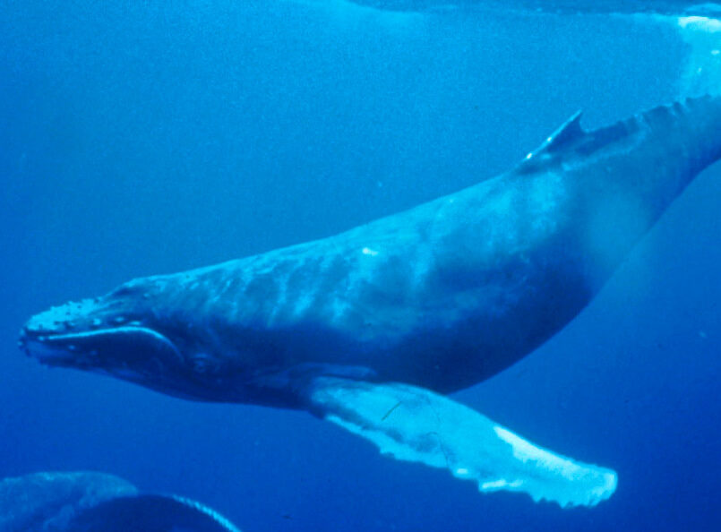 Humpback Whale Anatomy