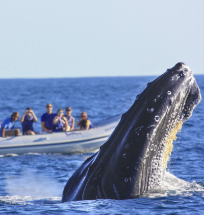 Humpback Whales