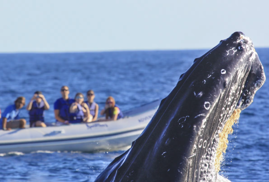 Humpback Whales