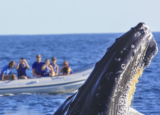 Humpback Whales