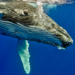 Humpback Whales