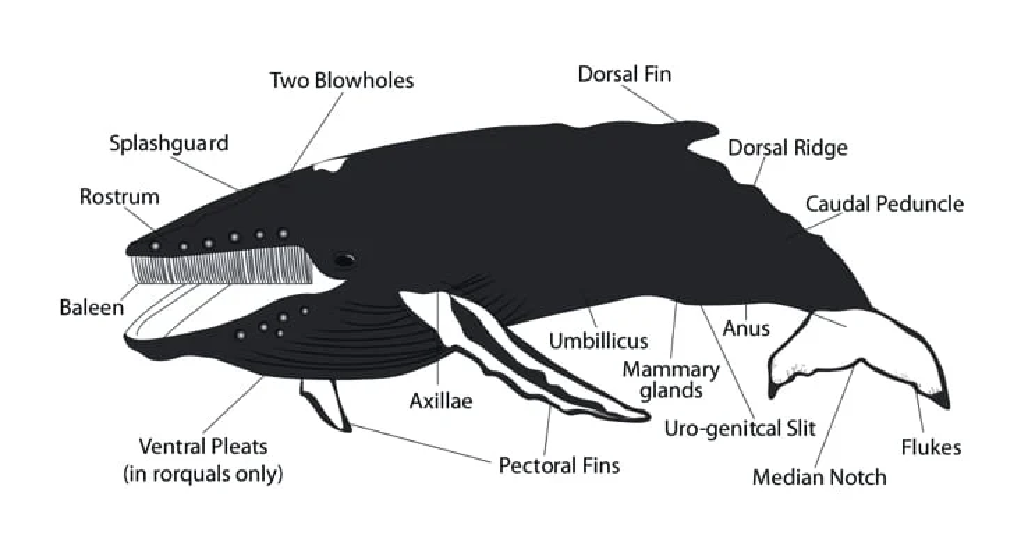 humpback whale anatomy