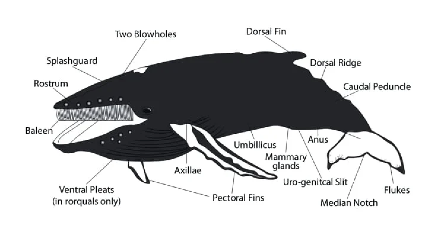 Humpback Whale Anatomy