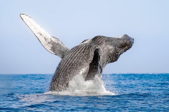 humpback whale in Puerto Vallarta, Mexico