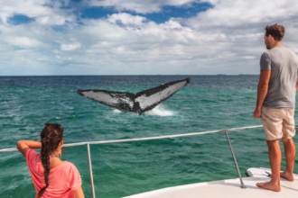 whale-watching