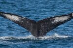 whale watching in Puerto Vallarta