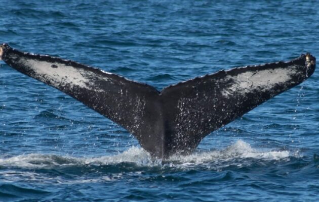 whale watching in Puerto Vallarta