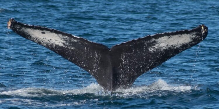 whale watching in Puerto Vallarta