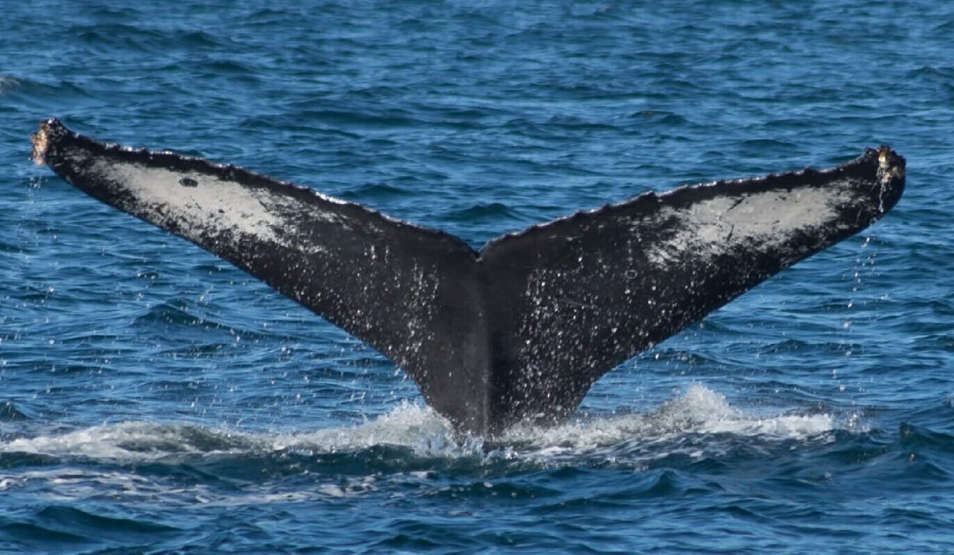 whale watching in Puerto Vallarta