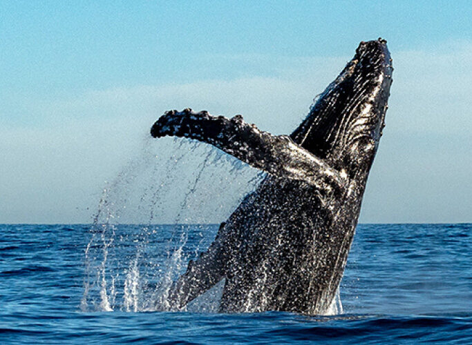 whale watching in Puerto Vallarta