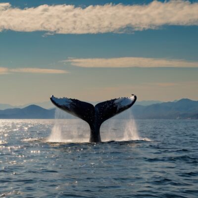 whale watching season puerto vallarta