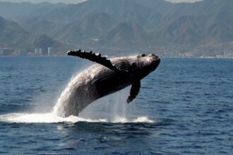 what kind of whales are in banderas bay