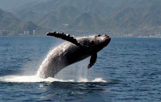 what kind of whales are in banderas bay