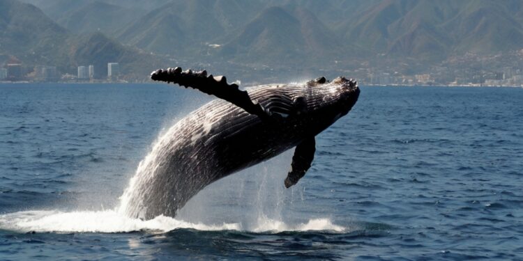 what kind of whales are in banderas bay