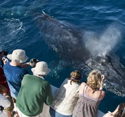 what kind of whales are in banderas bay