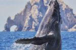 best whale watching in mexico