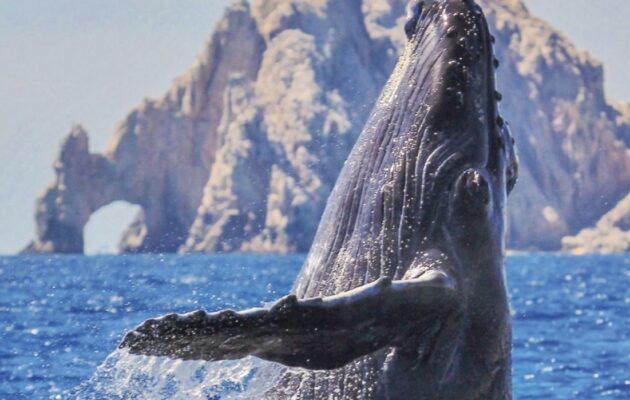 best whale watching in mexico