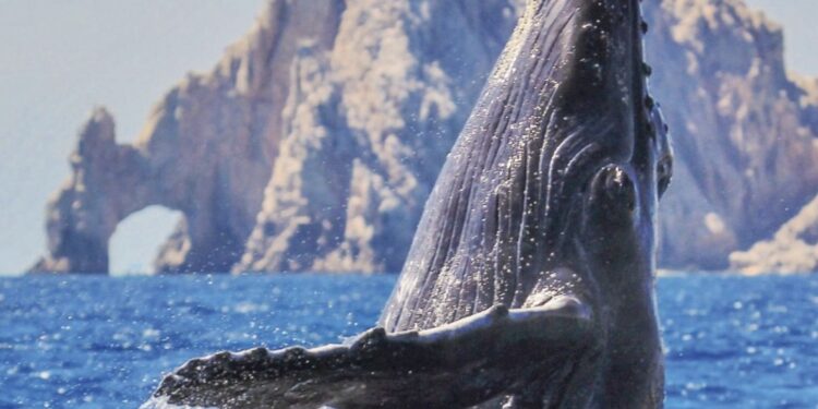 best whale watching in mexico