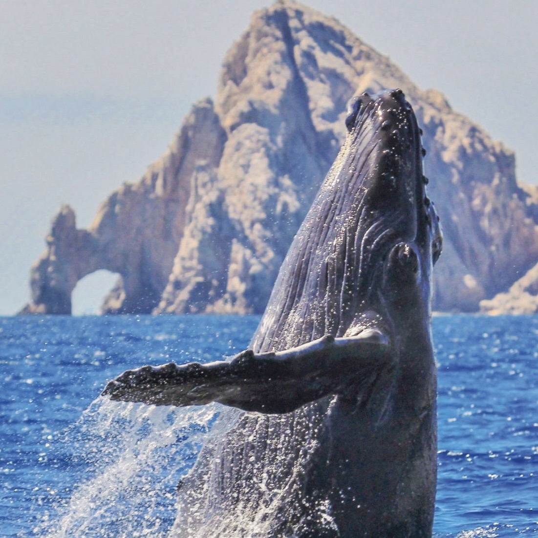 best whale watching in mexico