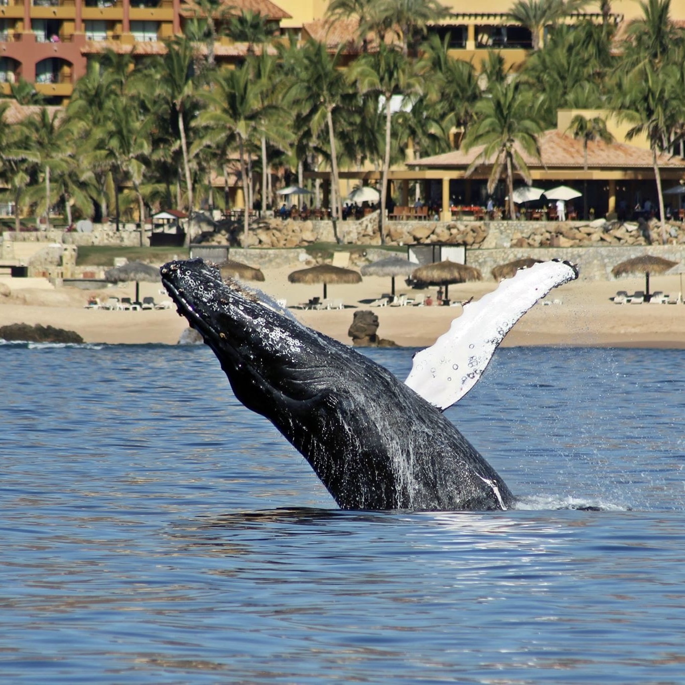 best whale watching in mexico