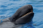 false killer whale vs orca