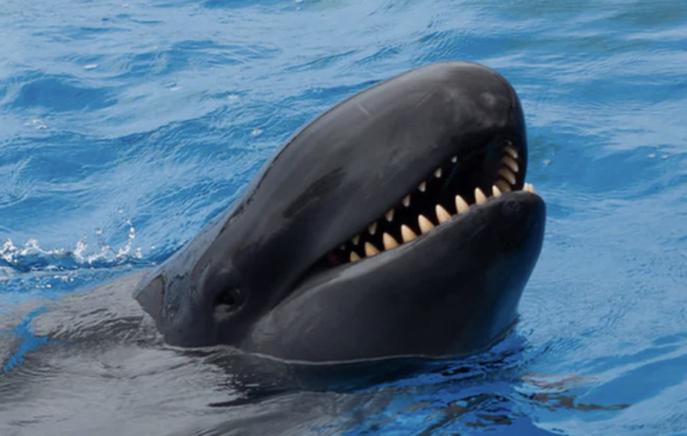 false killer whale vs orca