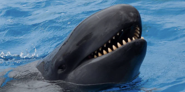 false killer whale vs orca