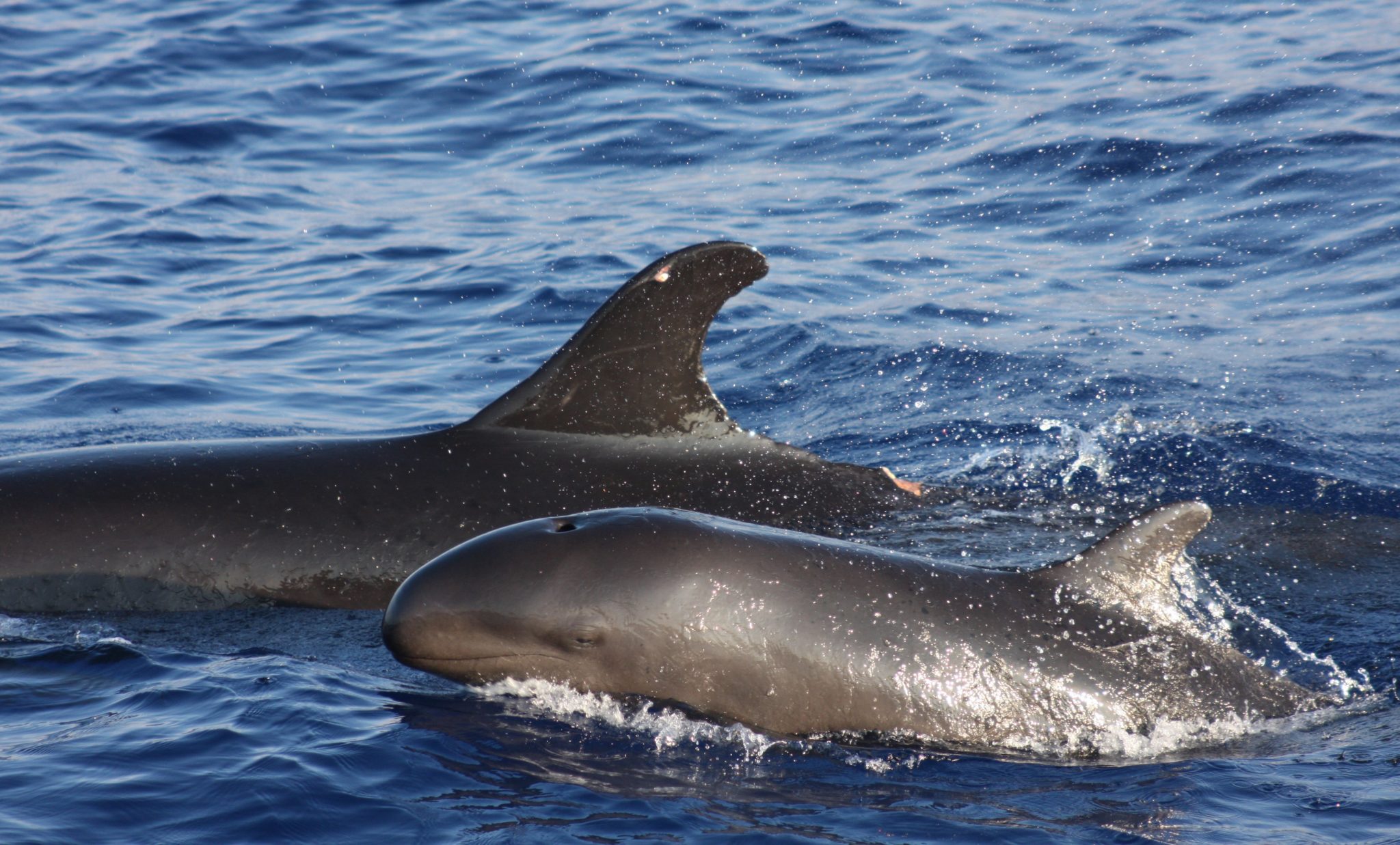 false killer whale vs orca