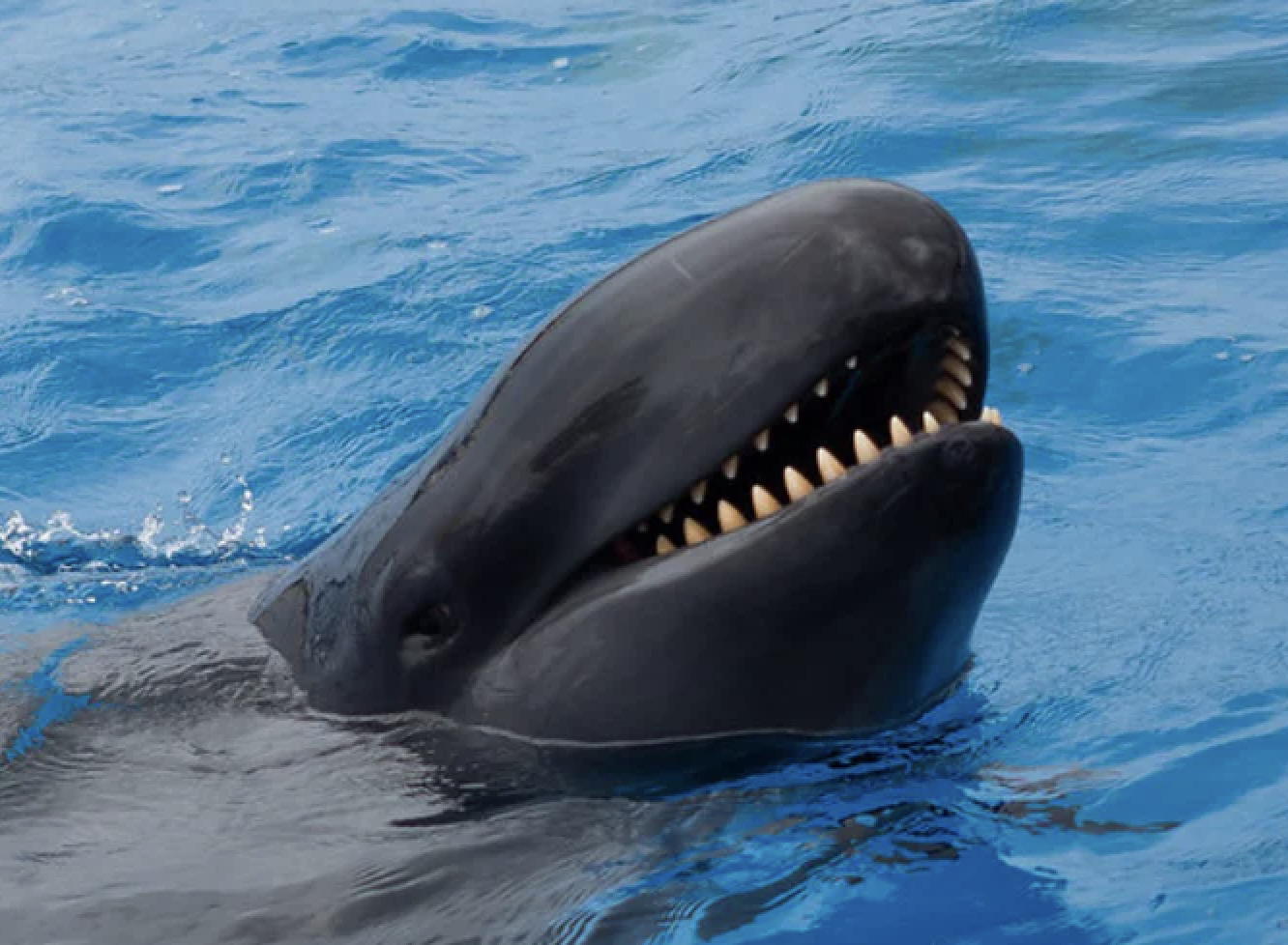 false killer whale vs orca